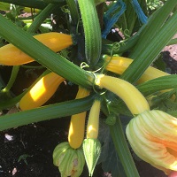 Courgette